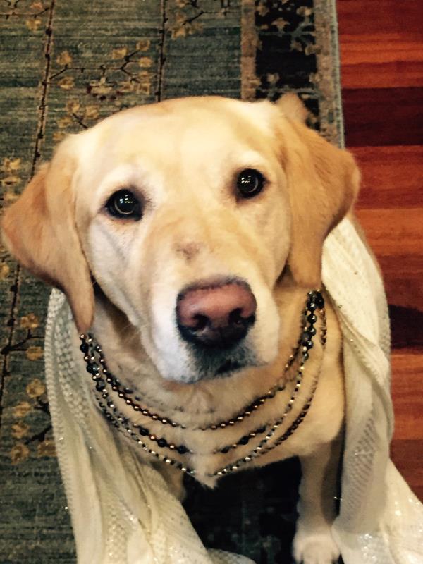 /Images/uploads/Bon Secours St Francis Foundation Inc/2017pearlsandpups/entries/4954thumb.jpg